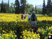 Wildflowers. Photo by Laurel Barrett.