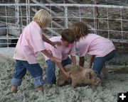 Little Piglets. Photo by Dawn Ballou, Pinedale Online.