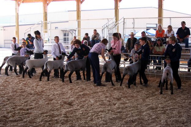 Market Sheep Championship Round. Photo by Clint Gilchrist, Pinedale Online.