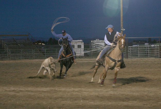 Heeler. Photo by Pam McCulloch, Pinedale Online.