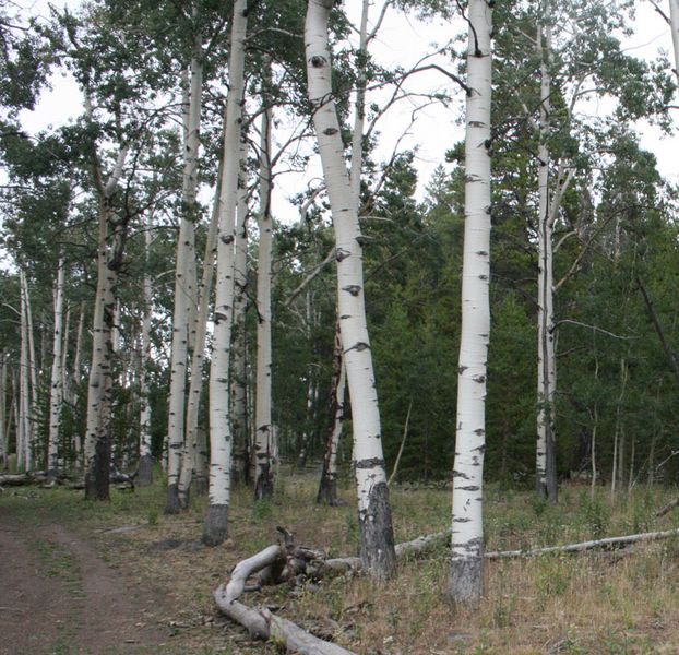 Jugglers Glen - After. Photo by Dawn Ballou, Pinedale Online.