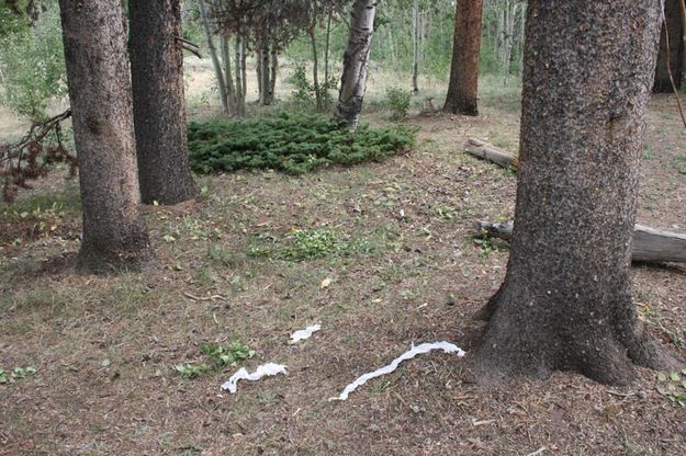 Toilet paper. Photo by Dawn Ballou, Pinedale Online.