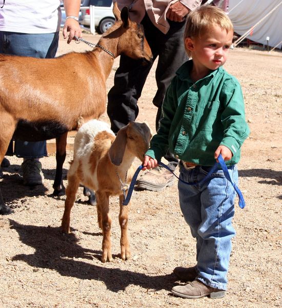 Future Goat Showman. Photo by Clint Gilchrist, Pinedale Online.