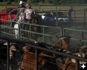  Calves. Photo by Pam McCulloch, Pinedale Online.