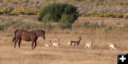 Matador and the Antelope. Photo by Karen Almdale.