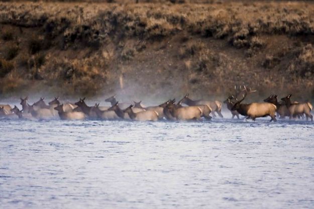 Elk Harem. Photo by Dave Bell.