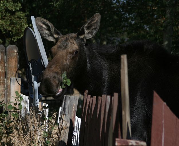 Close Up Moose. Photo by Pam McCulloch, Pinedale Online.