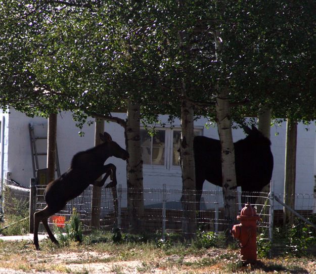 Jumping the fence. Photo by Pam McCulloch, Pinedale Online.