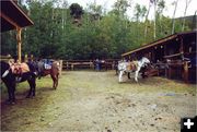 Working with horses. Photo by Half Moon Lake Resort.