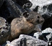 Pika. Photo by Earthjustice.