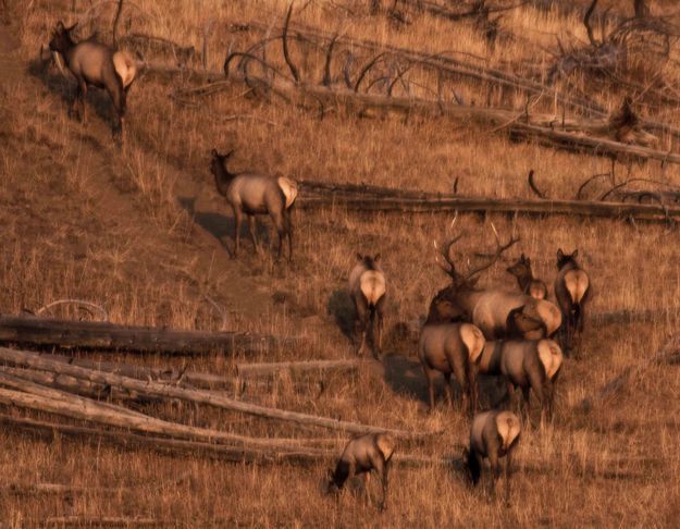 Elk. Photo by Dave Bell.