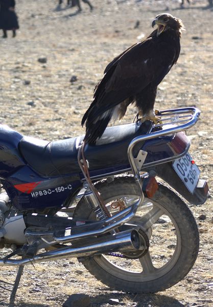 Biker bird. Photo by Cat Urbigkit, Pinedale Online.