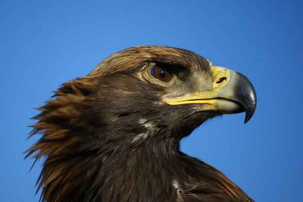 Eagle eye. Photo by Cat Urbigkit, Pinedale Online.