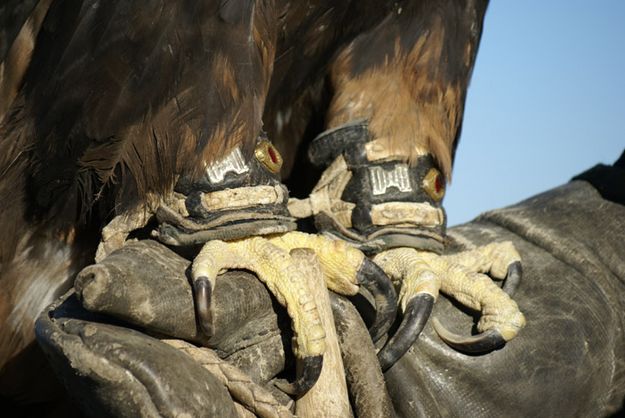 Talons. Photo by Cat Urbigkit, Pinedale Online.