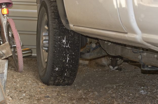 Cougar under truck in garage. Photo by Gocke-WGFD.