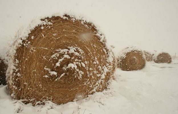 Snow bales. Photo by Dawn Ballou, Pinedale Online.