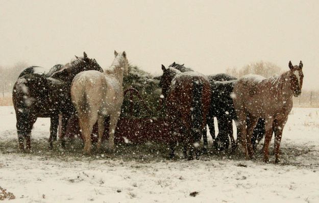 At the feeder. Photo by Dawn Ballou, Pinedale Online.