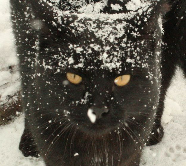 Snow Kitty. Photo by Dawn Ballou, Pinedale Online.
