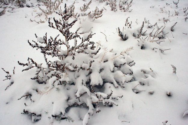 Snowy weeds. Photo by Dawn Ballou, Pinedale Online.