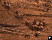 Elk. Photo by Dave Bell.