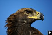 Eagle eye. Photo by Cat Urbigkit, Pinedale Online.