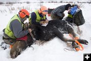 Moose Collaring. Photo by Mark Gocke-WGFD.