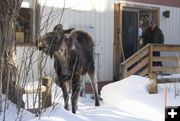 Safety around Moose. Photo by Mark Gocke-WGFD.