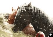 Eating. Photo by Dawn Ballou, Pinedale Online.