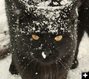 Snow Kitty. Photo by Dawn Ballou, Pinedale Online.
