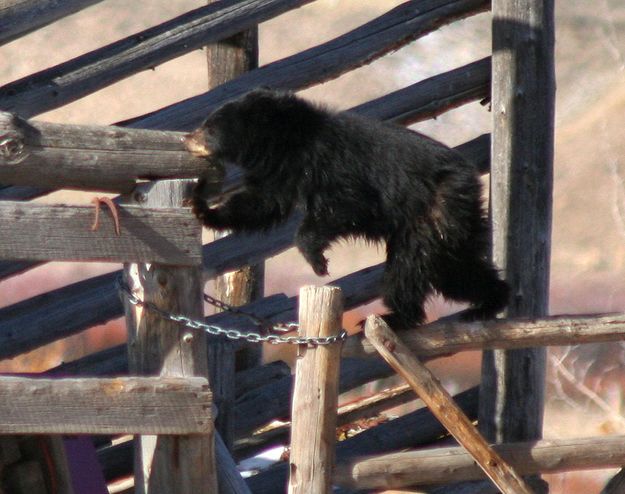 Acrobatics. Photo by Clint Gilchrist, Pinedale Online.