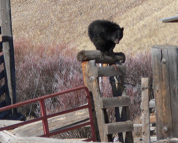 On the fence post. Photo by Paul and Barbara Ellwood.