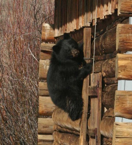Climbing the wall. Photo by Dawn Ballou, Pinedale Online.