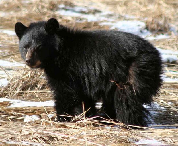 Bear Cub. Photo by Clint Gilchrist, Pinedale Online.