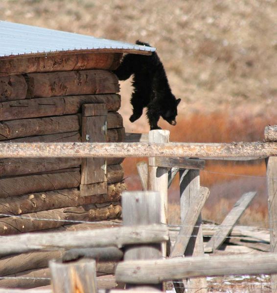 Off the roof. Photo by Clint Gilchrist, Pinedale Online.