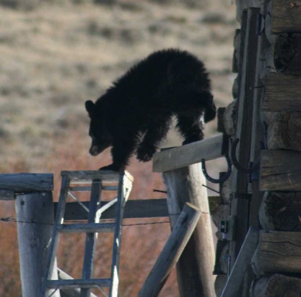 Along the fence. Photo by Dawn Ballou, Pinedale Online.