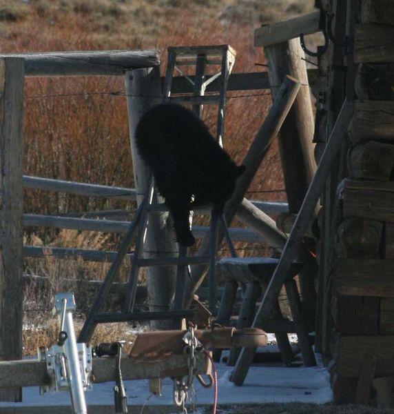 Down the Ladder. Photo by Dawn Ballou, Pinedale Online.