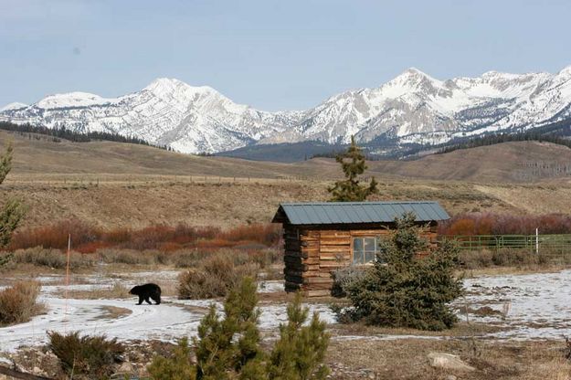 Wandering around. Photo by Dawn Ballou, Pinedale Online.