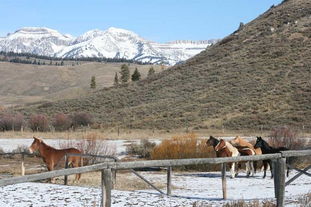 Horse audience. Photo by Dawn Ballou, Pinedale Online.