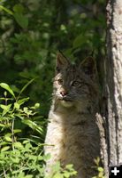 Lynx. Photo by Cat Urbigkit.