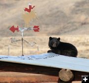 Sunning himself. Photo by Clint Gilchrist, Pinedale Online.