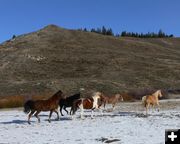 Spooked Horses. Photo by Paul and Barbara Ellwood.