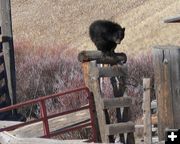 On the fence post. Photo by Paul and Barbara Ellwood.