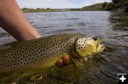 Brown Trout. Photo by Mark Gocke, WGFD.