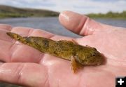 Mottled sculpin. Photo by Mark Gocke, WGFD.