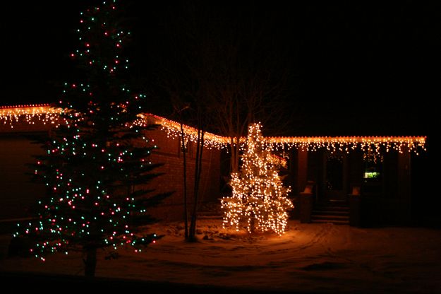Holiday Trees. Photo by Dawn Ballou, Pinedale Online.