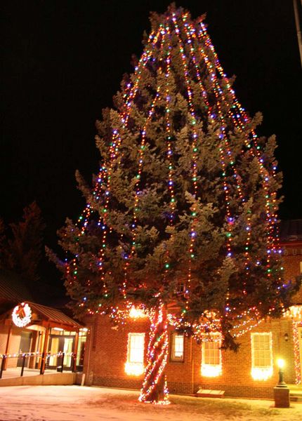 Courthouse tree. Photo by Dawn Ballou, Pinedale Online.