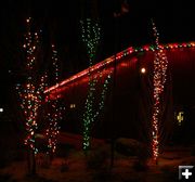 Four pretty trees. Photo by Dawn Ballou, Pinedale Online.