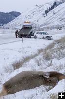 Dead elk-Damaged Car. Photo by Mark Gocke, Wyoming Game & Fish.