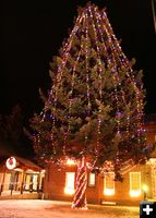 Courthouse tree. Photo by Dawn Ballou, Pinedale Online.