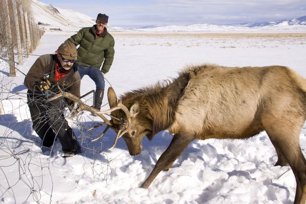 Sawing the elk antler. Photo by Mark Gocke, WGFD..